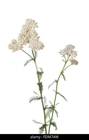 Myriophylle à fleurs blanc frais Banque D'Images