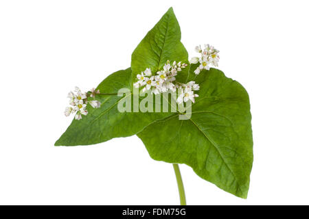 Le sarrasin de floraison des fleurs et des feuilles sur fond blanc Banque D'Images