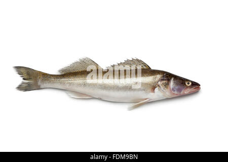 Zander frais poisson sur fond blanc Banque D'Images