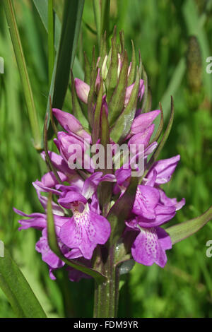 Orchidée des marais Banque D'Images