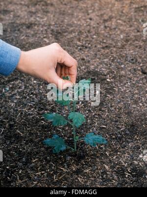 En utilisant les doigts pour pincer la pointe de chrysanthème plant dans le sol Banque D'Images