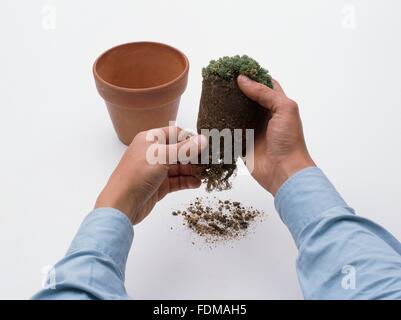 Un rempotage plante saxifrage, démêler les racines, close-up Banque D'Images