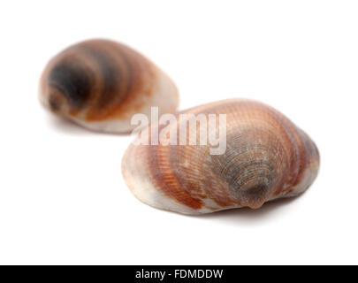 Stripy coquille brun isolé sur fond blanc Banque D'Images