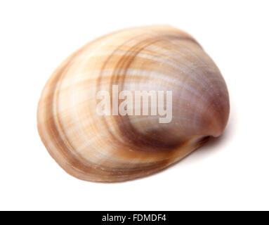 Stripy coquille brun isolé sur fond blanc Banque D'Images