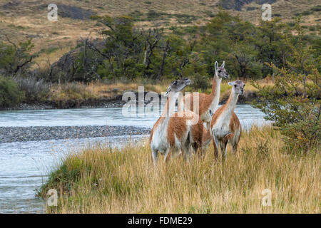 Guanacos (Lama guanicoe), Parc National Torres del Paine, Patagonie chilienne, Chili Banque D'Images