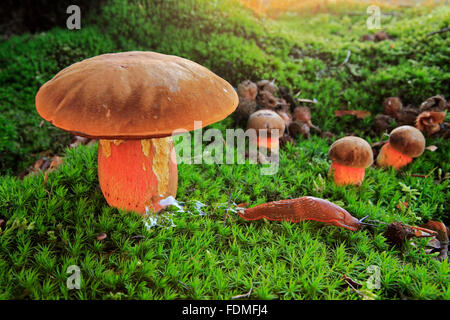 Tige en pointillés Bolet (Boletus erythropus / Neoboletus luridiformis / Boletus luridiformis) Banque D'Images