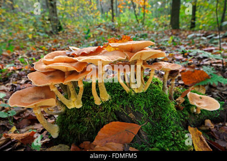 Miel foncé (champignon Armillaria Armillaria ostoyae / solidipes) Banque D'Images