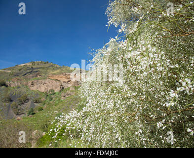 Gran Canaria, Caldera de Bandama, blanc fleurs febles Banque D'Images