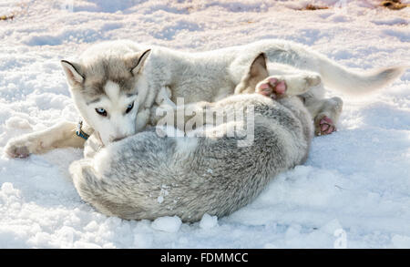 Deux chiens husky sibérien sur la neige en plein air Banque D'Images