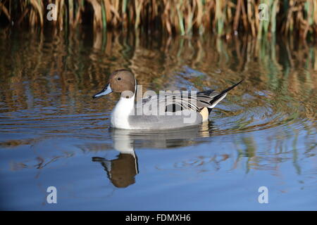 Canard pilet Banque D'Images