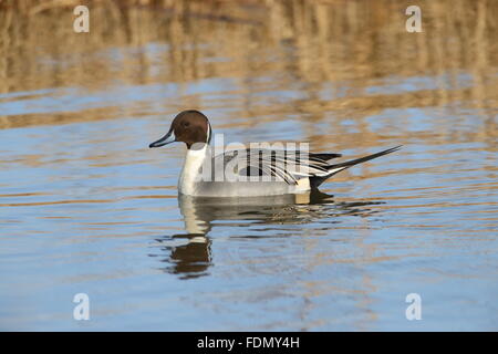 Canard pilet Banque D'Images