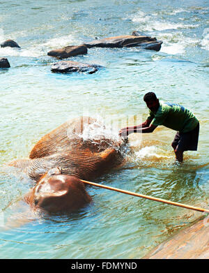 Elephant baignade en rivière dans la journée ensoleillée. Sri Lanka Banque D'Images