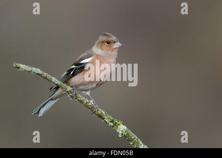 Common Chaffinch (Fringilla coelebens) mâle en plumage d'hiver, assis sur une branche, en Rhénanie du Nord-Westphalie, Allemagne Banque D'Images