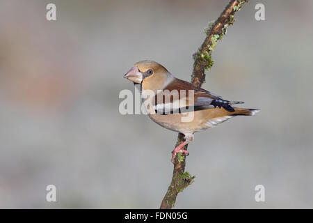 (Coccothraustes coccothraustes Hawfinch), femme en plumage d'hiver, assis sur une branche, en Rhénanie du Nord-Westphalie, Allemagne Banque D'Images