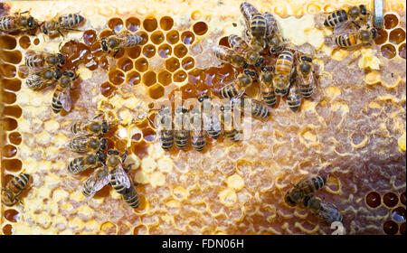 Les abeilles à miel européenne (Apis mellifera) l'alimentation, de l'estomac au miel Banque D'Images