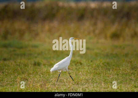 Commun, grand ou grande aigrette (Ardea alba) marche, pré, Barhöft, Mecklembourg-Poméranie-Occidentale, Allemagne Banque D'Images