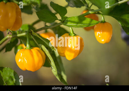 Lanterne jaune piment (Capsicum chinense), épicé, sur Bush Banque D'Images