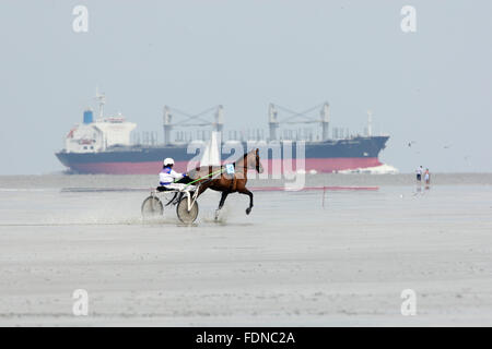 Cuxhaven, Allemagne, cheval au trot quand Crea-trends Watt race Banque D'Images