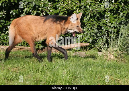 Le loup à crinière d'Amérique du Sud (Chrysocyon brachyurus) marcher dans l'herbe Banque D'Images