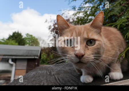 Curieux le gingembre cat portrait - close up Banque D'Images