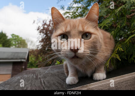 Curieux le gingembre cat portrait - close up Banque D'Images