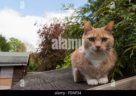 Curieux le gingembre cat portrait - close up Banque D'Images