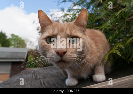 Curieux le gingembre cat portrait - close up Banque D'Images