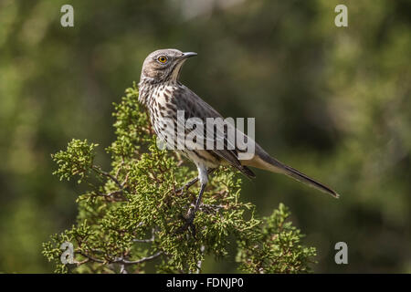 Juvenile Moqueur polyglotte Mimus polyglottos, dans les montagnes, désert d'organes-Pics National Monument, New Mexico, USA Banque D'Images