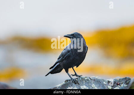 Corbeau sauvage sur les rochers sur la rive de l'océan pacifique Banque D'Images