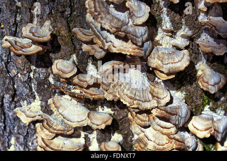 Les champignons poussant sur le côté d'un arbre Banque D'Images