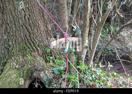 Siège d'une corde de la rivière back swing a tenu dans les arbres en attendant le prochain groupe de jeunes gens à venir et s'amuser. Février 2016 Banque D'Images