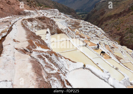 Salina de Maras, le sel des Incas à Maras champ près de Cuzco au Pérou, dans la Vallée Sacrée. Banque D'Images
