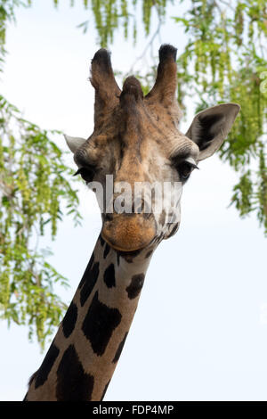 Rothschild Girafe (Giraffa camelopardalis rothschildi) Banque D'Images