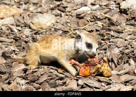 Baby meerkat (Suricata suricatta) manger un poussin Banque D'Images