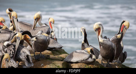 Une famille de Le Pélican brun Pelecanus occidentalis, Banque D'Images