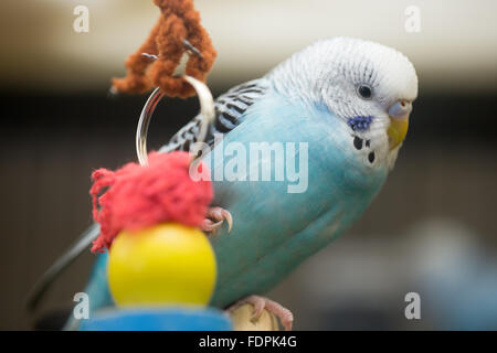 Perruche Perruche ondulée (Melopsittacus undulatus) - Banque D'Images