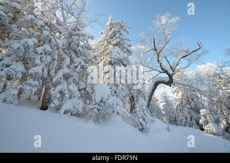 L'hiver dans les montagnes, dans la forêt. L'île de Sakhaline, en Russie Banque D'Images