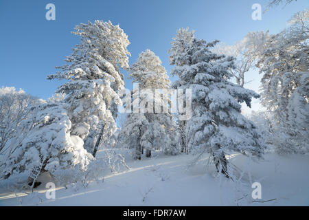 L'hiver dans les montagnes, dans la forêt. L'île de Sakhaline, en Russie Banque D'Images