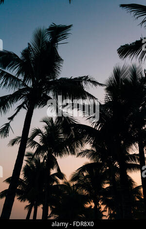 Hainan, Chine - Beaux cocotiers sur la plage au coucher du soleil. Banque D'Images