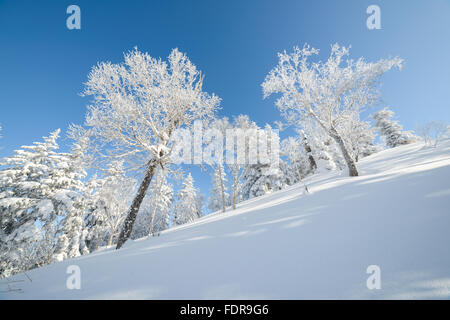 L'hiver dans les montagnes, dans la forêt. L'île de Sakhaline, en Russie Banque D'Images