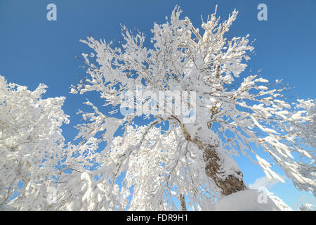 L'hiver dans les montagnes, dans la forêt. L'île de Sakhaline, en Russie Banque D'Images