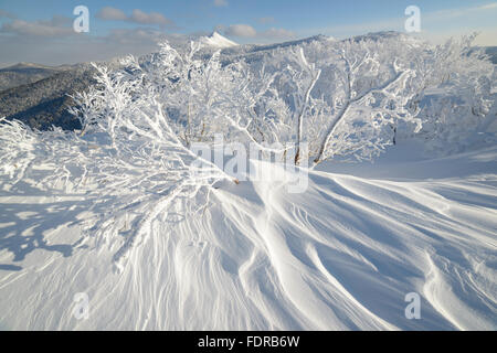 L'hiver dans les montagnes, dans la forêt. L'île de Sakhaline, en Russie Banque D'Images