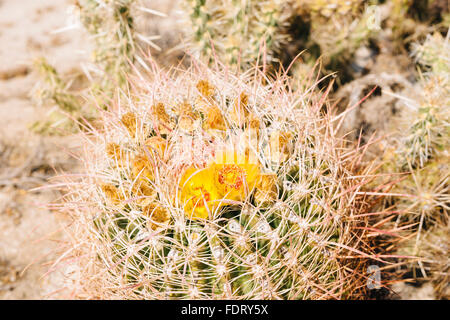 Le baril en cactus Anza-Borrego Desert State Park, Californie Banque D'Images