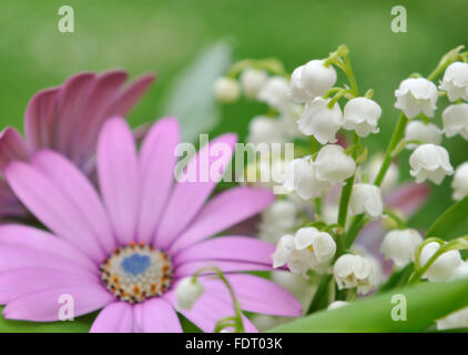 Lily of valley avec des fleurs roses sur fond vert Banque D'Images