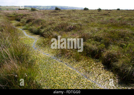 Loutre d'Europe (Lutra lutra) sentier dans de la sphaigne dans un fossé sur une tourbière. Cors Fochno Borth (bog), Ceredigion, pays de Galles. Banque D'Images