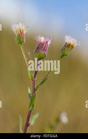 Fleabane Erigeron acer (bleu) la floraison, dans les prairies calcaires. Llanymynech Hill, Powys, Pays de Galles. En août. Banque D'Images