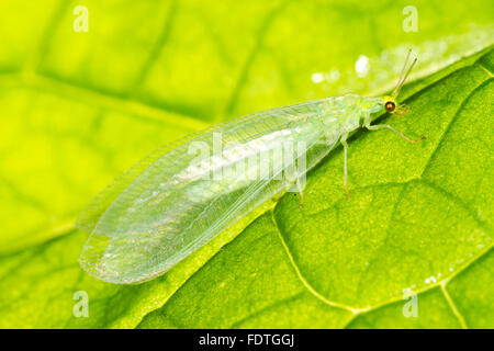 La chrysope verte (Chrysoperla carnea) adulte, reposant sur une feuille. Powys, Pays de Galles. En août. Banque D'Images