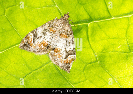 Tapis de marbre foncé (Dysstroma citrata) papillon adulte reposant sur une feuille. Powys, Pays de Galles. En août. Banque D'Images