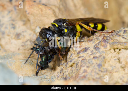 Domaine digger wasp (Mellinus arvensis) femelle adulte mange une mouche. Powys, Pays de Galles, septembre. Banque D'Images