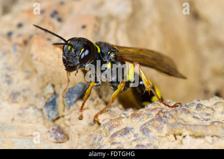 Domaine digger wasp (Mellinus arvensis) femelle adulte.. Powys, Pays de Galles, septembre. Banque D'Images